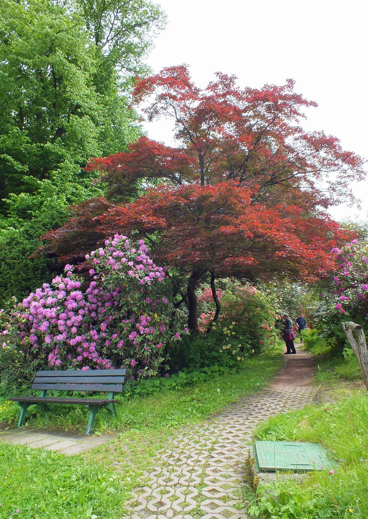 Rhododendronpark Kleine Bastei schöner Baum hinter Rhododendronstrauch