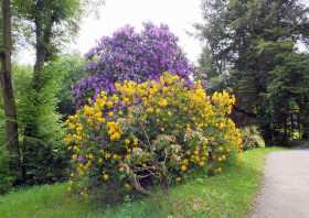 Rhododendronpark in der Sächsischen Schweiz