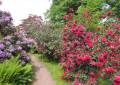 Spaziergang durch den Rhododendronpark Kleine Bastei in Rathen