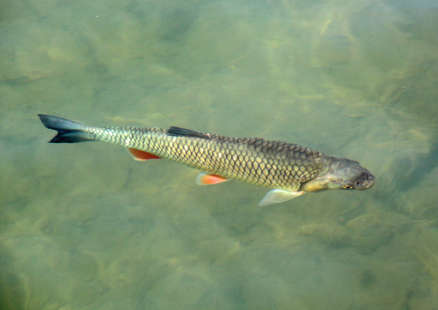 Fisch im Wasser des Cospudener See