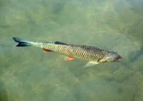 Fisch im Wasser des Cospudener See