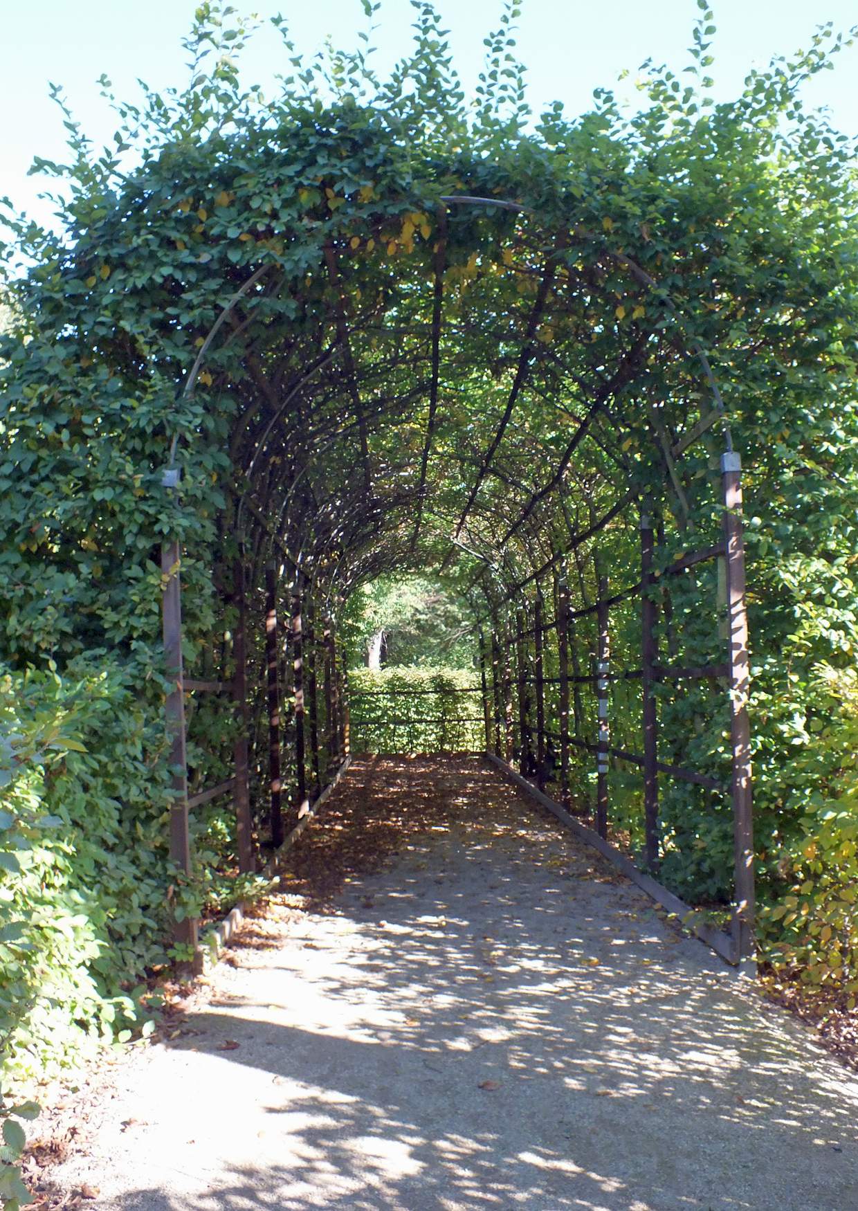 Laubengang im Schlosspark Altdöbern