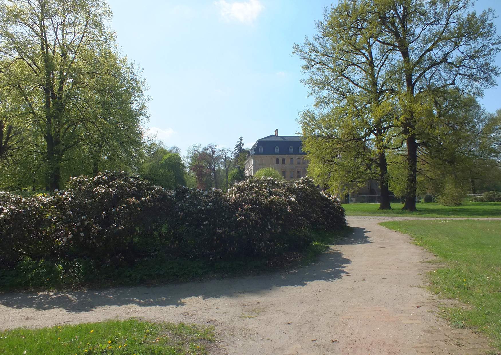 Altdöbern Rhododendron im Landschaftspark