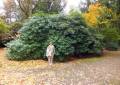 Südfriedhof Leipzig Rhododendronpark