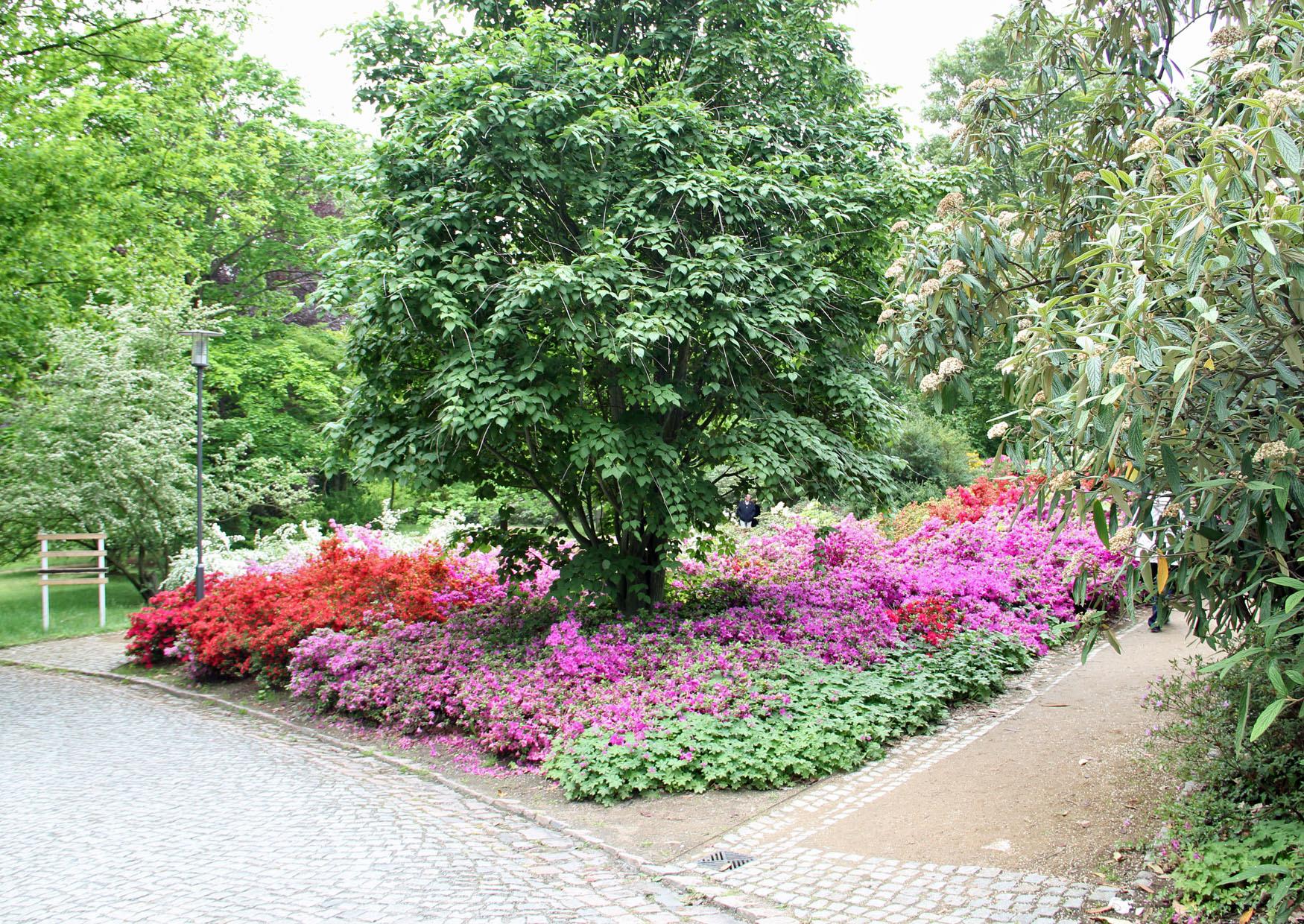 Azaleen und Rhododendren im Park Wachwitz