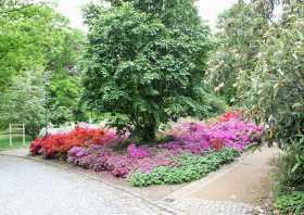 Azaleen und Rhododendren im Park Wachwitz