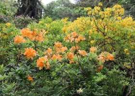 Farbenvielfalt im Rhododendronpark Dresden-Wachwitz