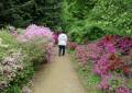 Spaziergang Rhododendronpark Dresden-Wachwitz