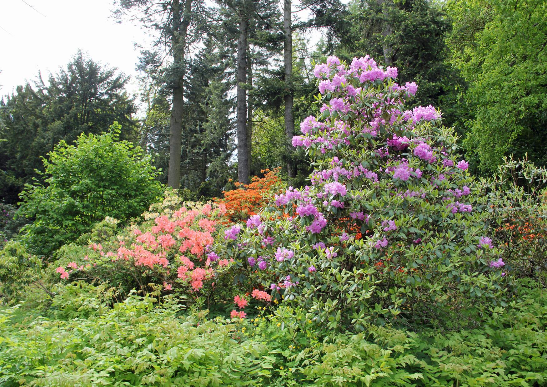 Die Rhododendron- und Azaleenblüte am Hutberg Kamenz