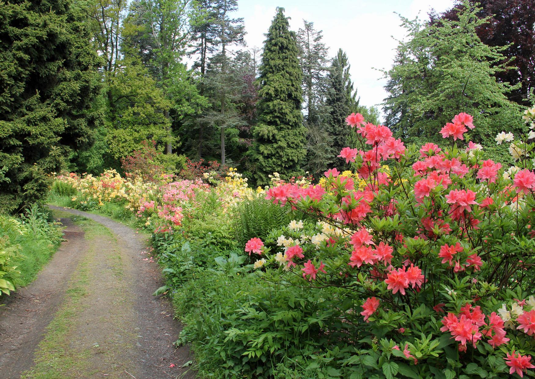 Kamenzer Hutberg blühender Rhododendron am Weg