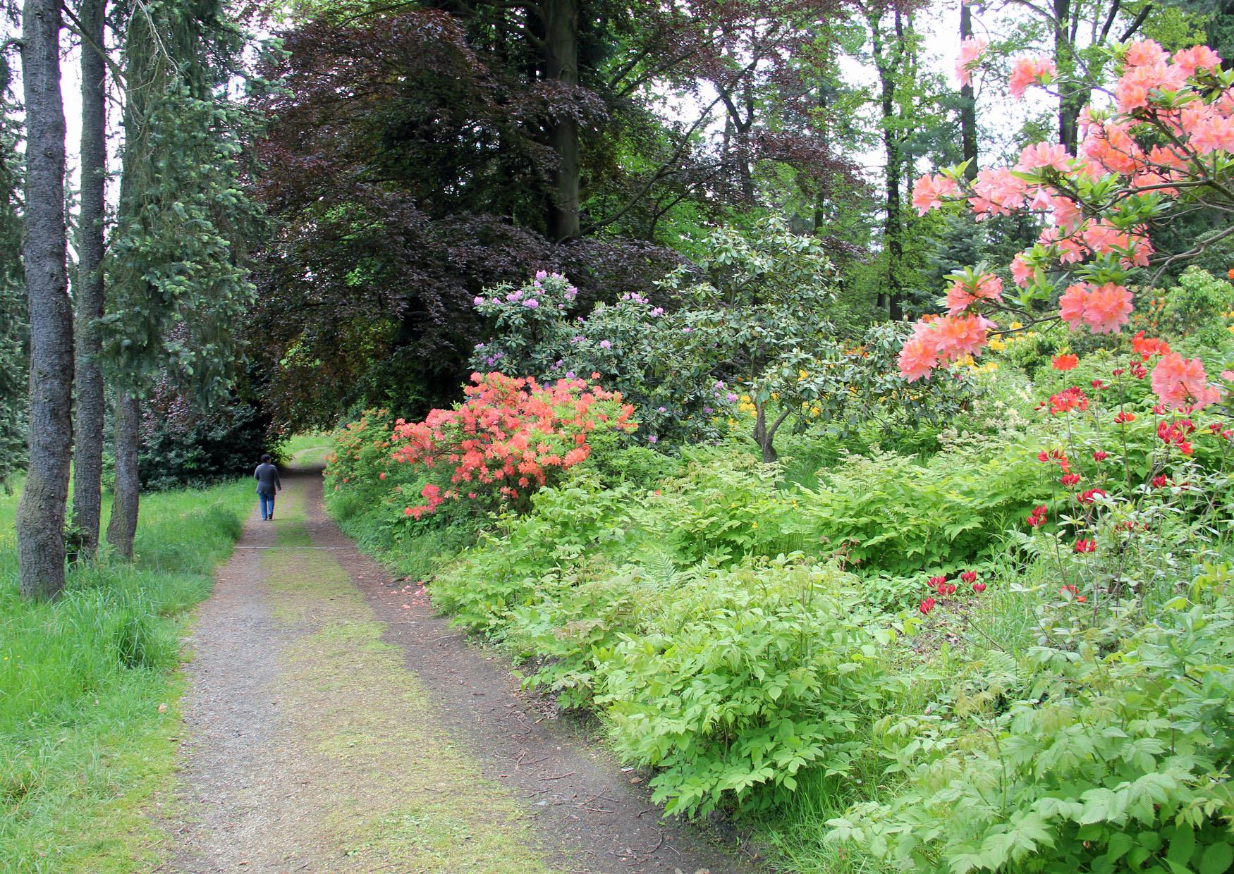 Spazieren Mai 2014 am Hutberg zur Rhododendronblüte