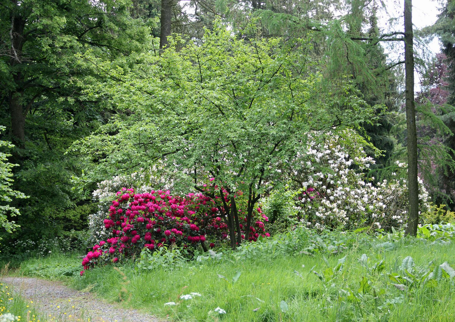 Bergpark Rhododendronbüsche am Hutberg Kamenz