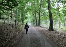 Wanderweg am Schildberg