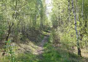 Wanderweg durch den Birkenwald auf der Halde Trages