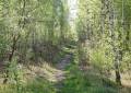 Wanderweg durch den Birkenwald auf der Halde Trages