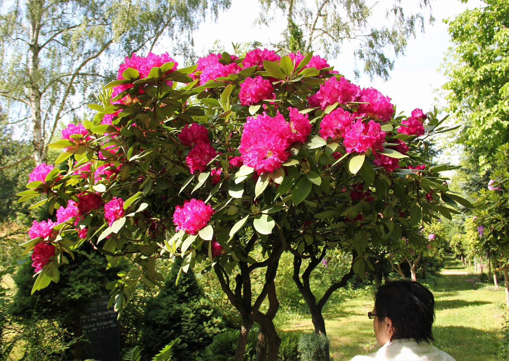 Roter Rhododendron auf dem Leipziger Südfriedhof.