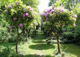 Rhododendron Allee auf dem Leipziger Südfriedhof