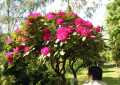 Roter Rhododendron auf dem Leipziger Südfriedhof.