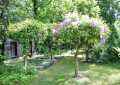 Rhododendron Bäume auf dem Leipziger Südfriedhof