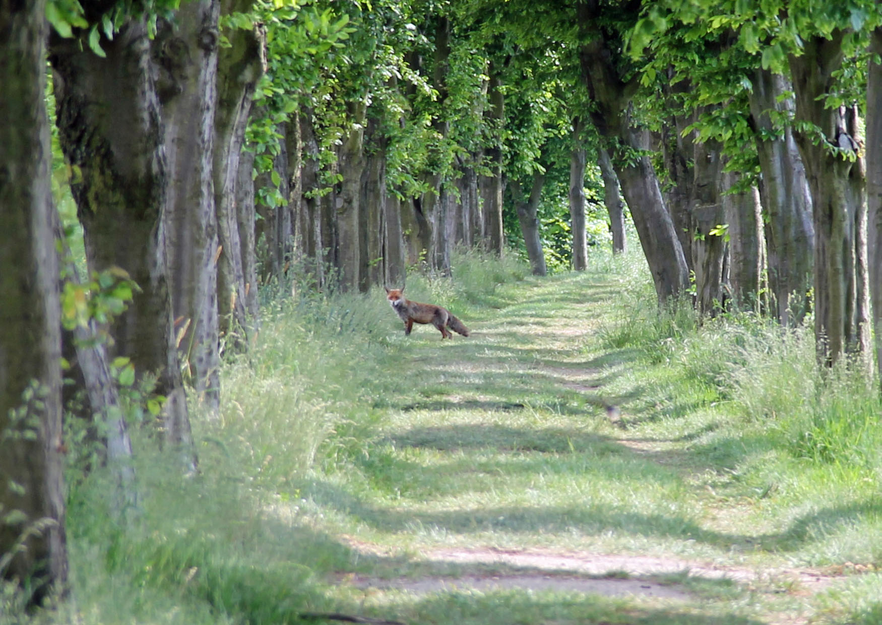 Fuchs Wanderweg Seifersdorf Ebereschenallee