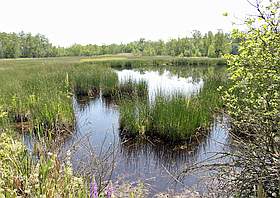 Ausflugsziel Soos Tschechien Moor