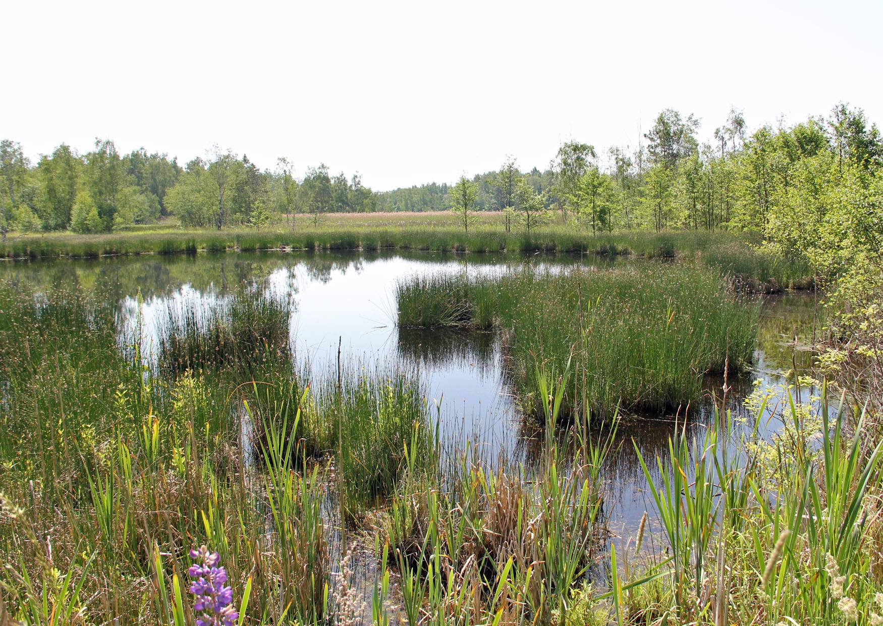 Moorgebiet Soos Eger Becken