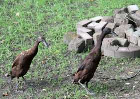 Tierpark Geithain Laufente