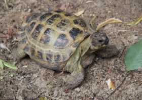 Tierpark Geithain Schildkröte