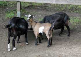 Zoo Geithain Ziegen