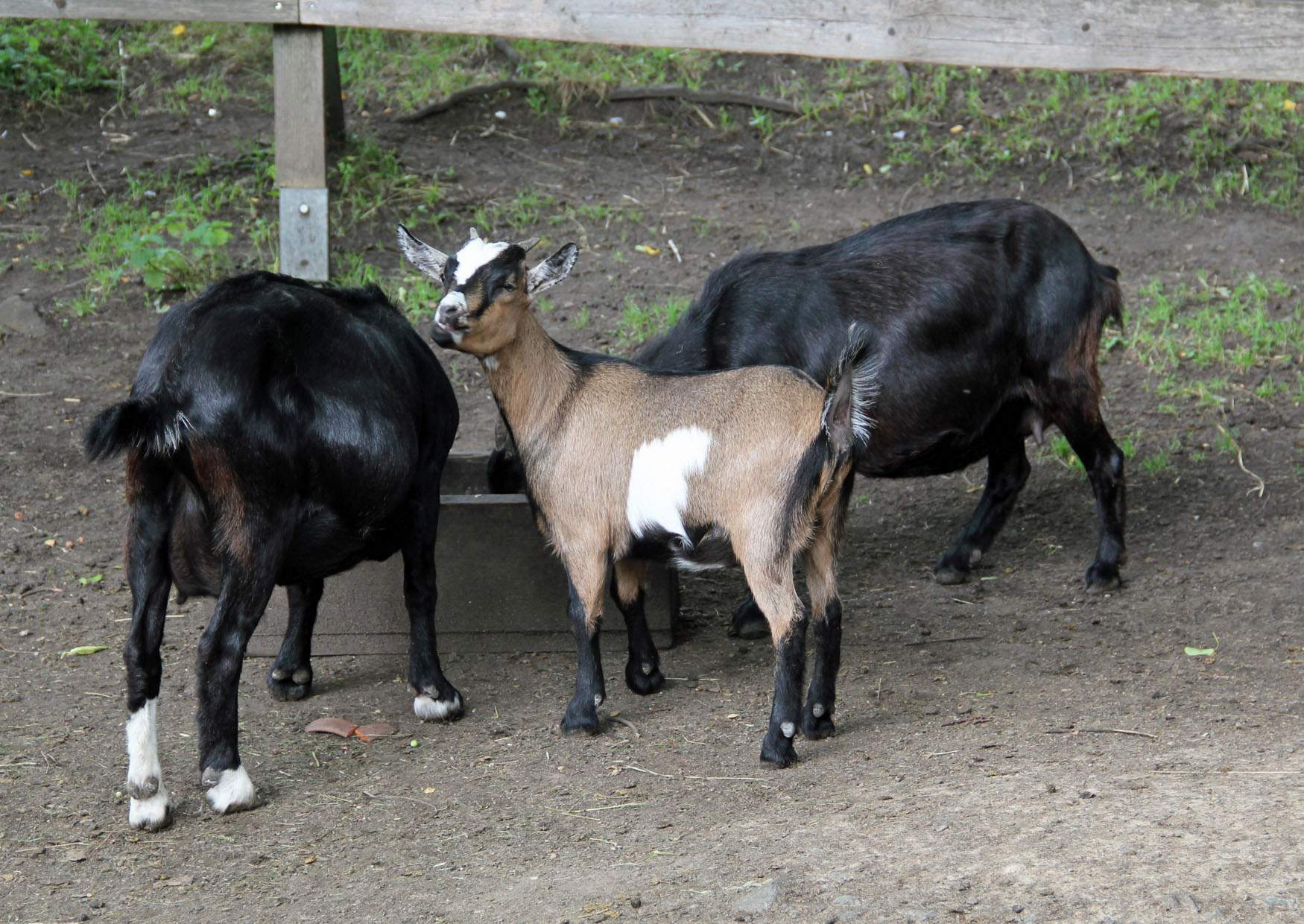 Zoo Geithain Ziegen