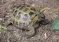 Tierpark Geithain Schildkröte