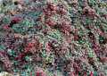 Aus China cotoneaster dammeri eine Teppich-Zwergmispel