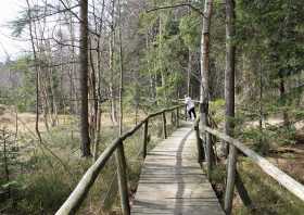 Hormersdorfer Hochmoor Wanderung im Erzgebirge