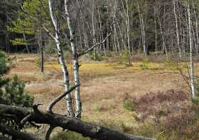 Wanderung Greifensteine Hormersdorfer Hochmoor