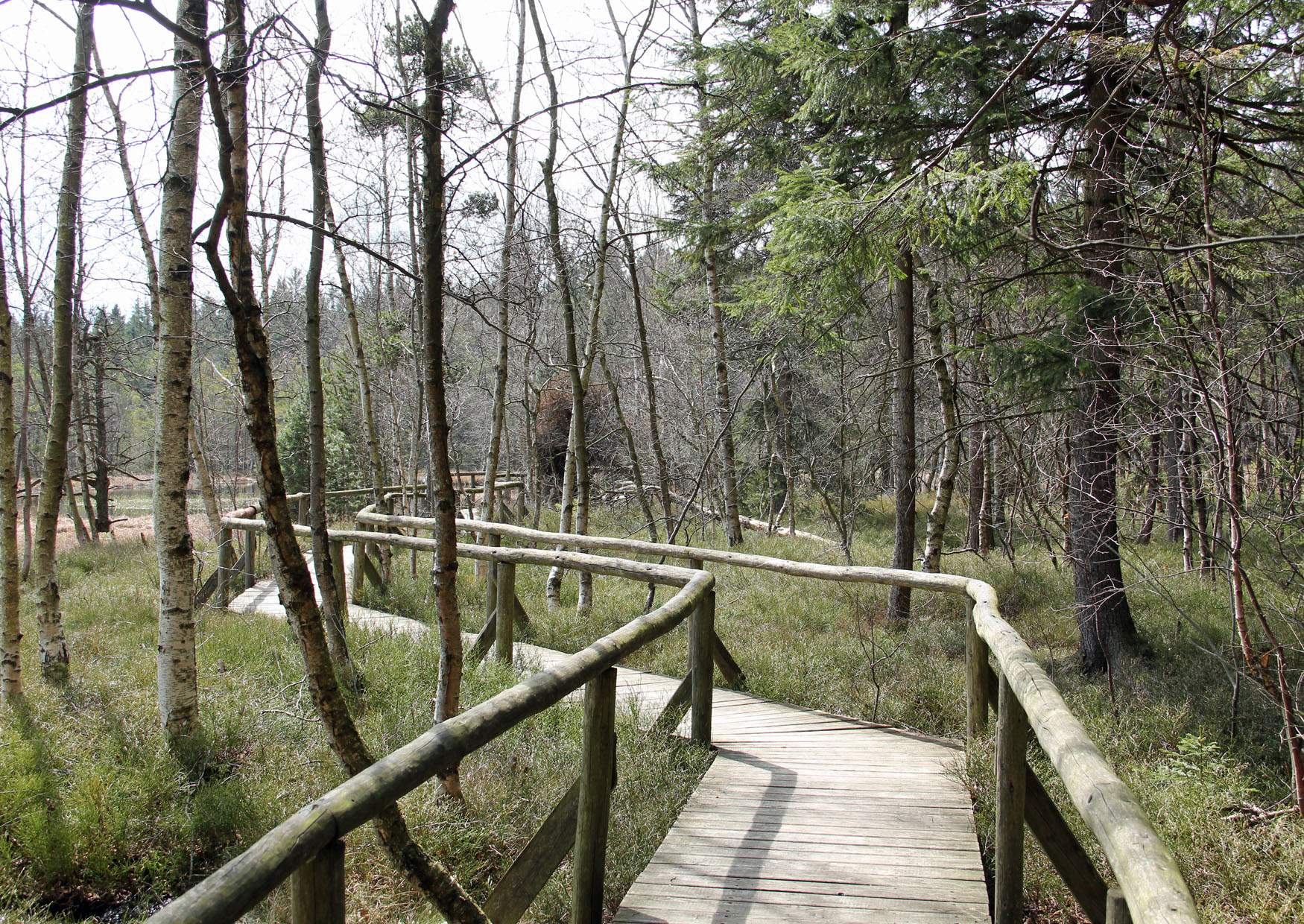 Holzsteg durch das Hormersdorfer Hochmoor