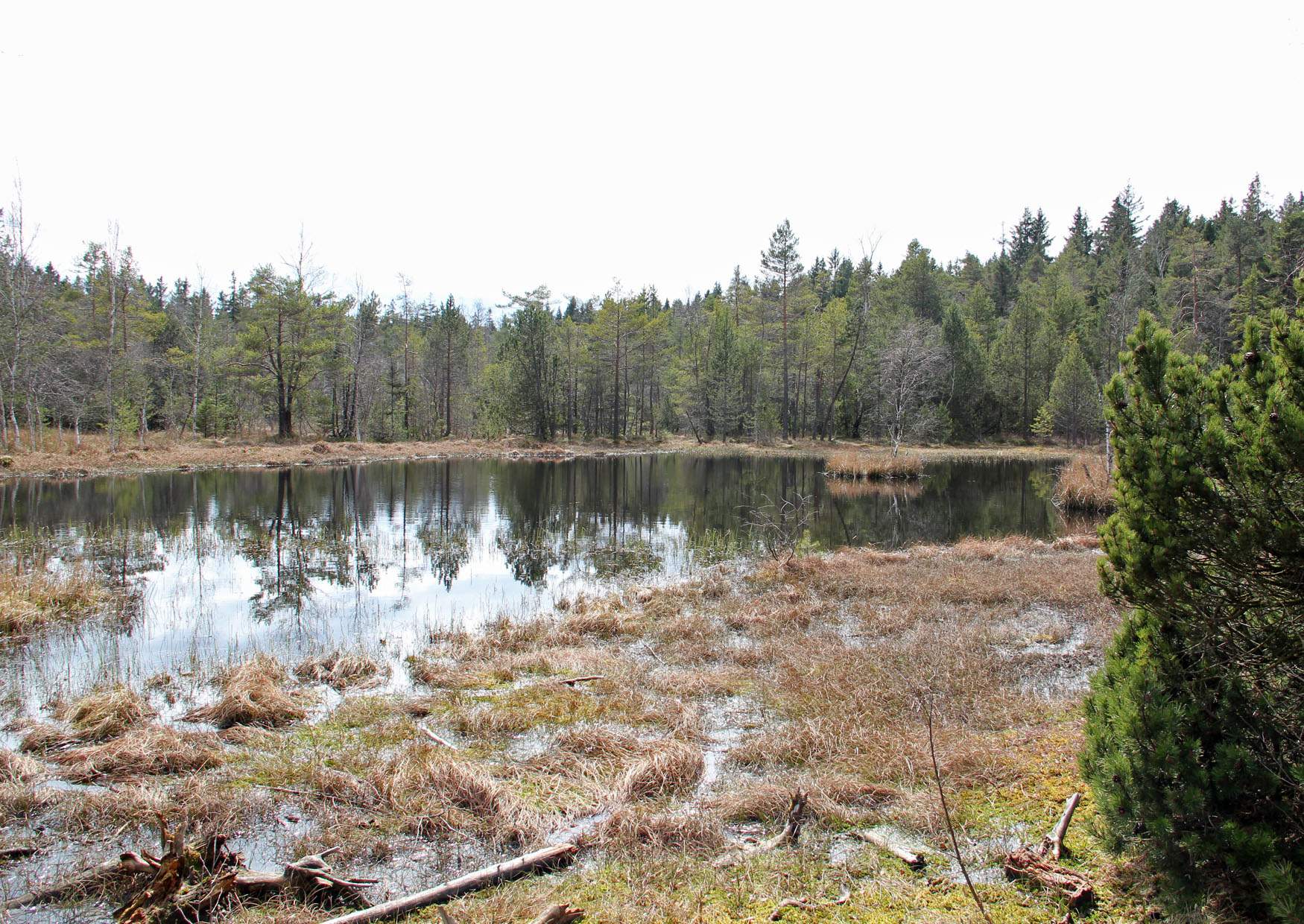 Moorlandschaft Hormersdorfer Hochmoor