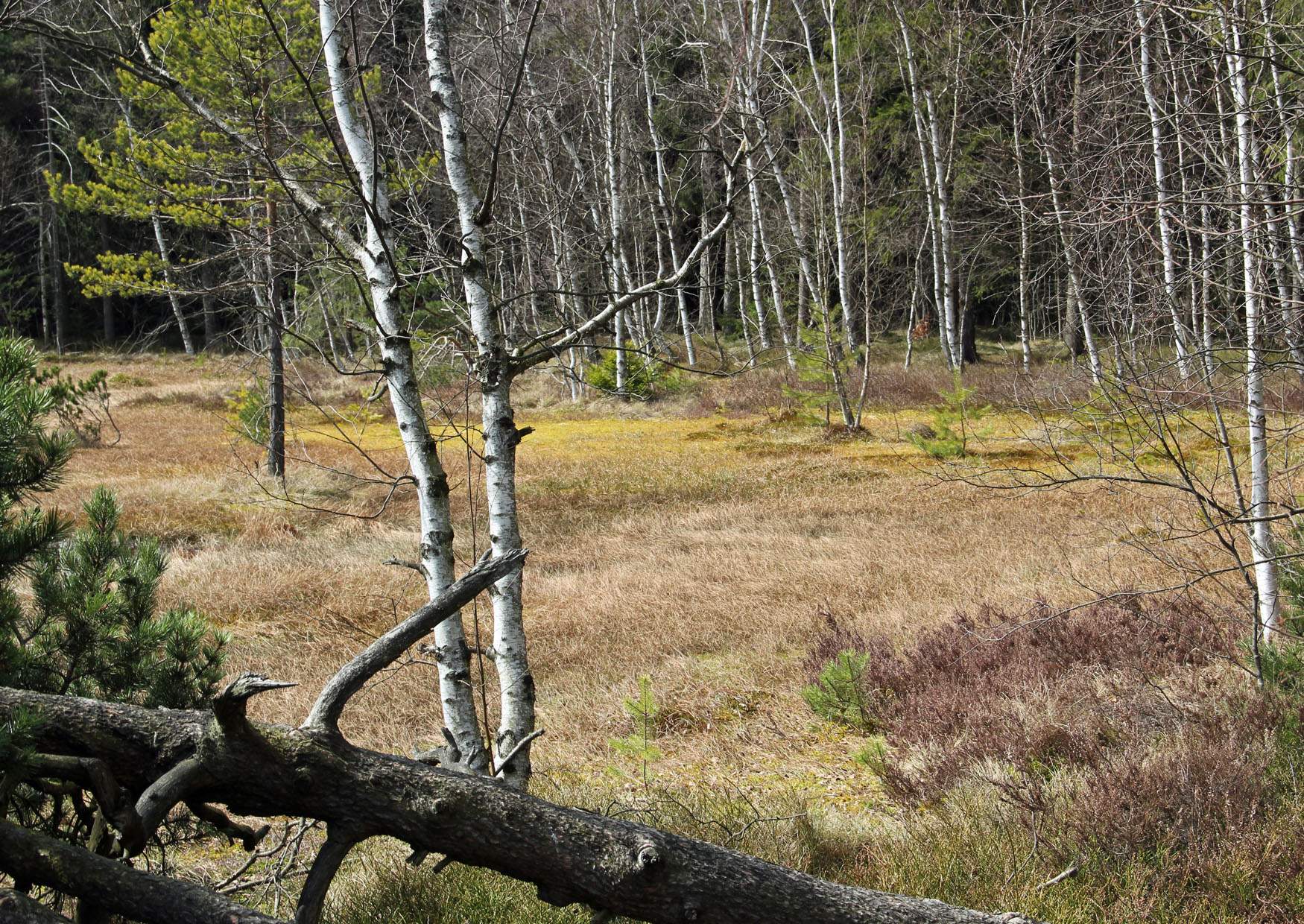 Wanderung Greifensteine Hormersdorfer Hochmoor