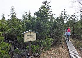 Zinnwalder Hochmoor Erzgebirge