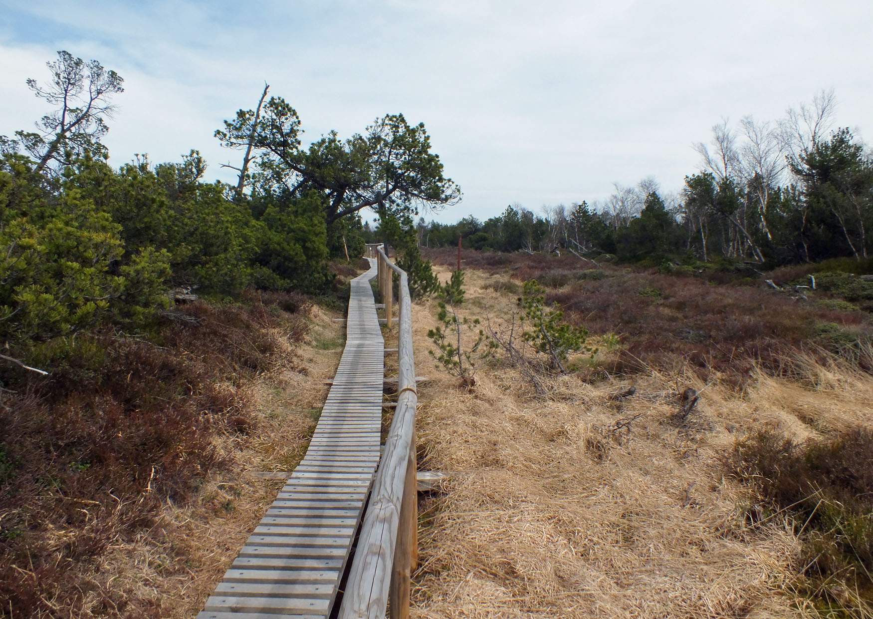 Rundweg Hochmoor Altenberg Geising Erzgebirge