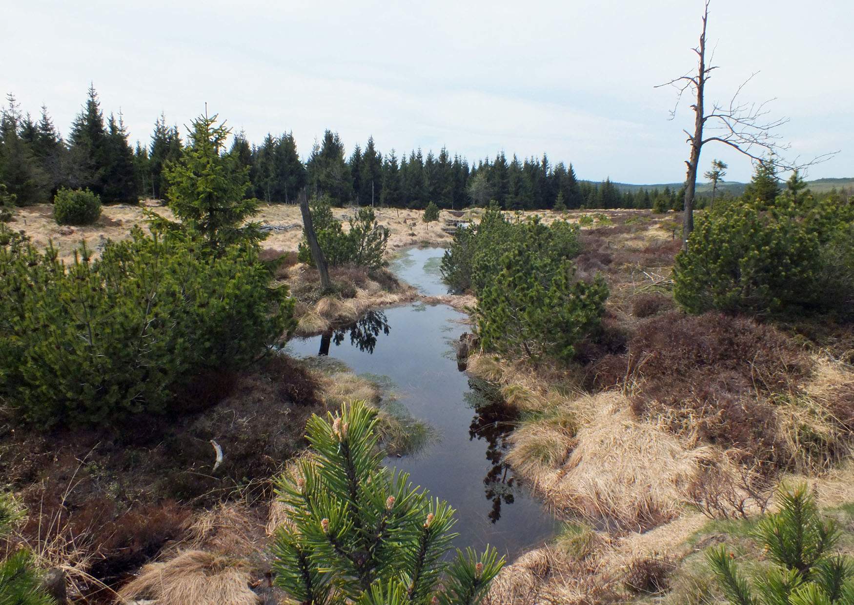 Hochmoor Altenberg Zinnwald-Georgenfeld Erzgebirge