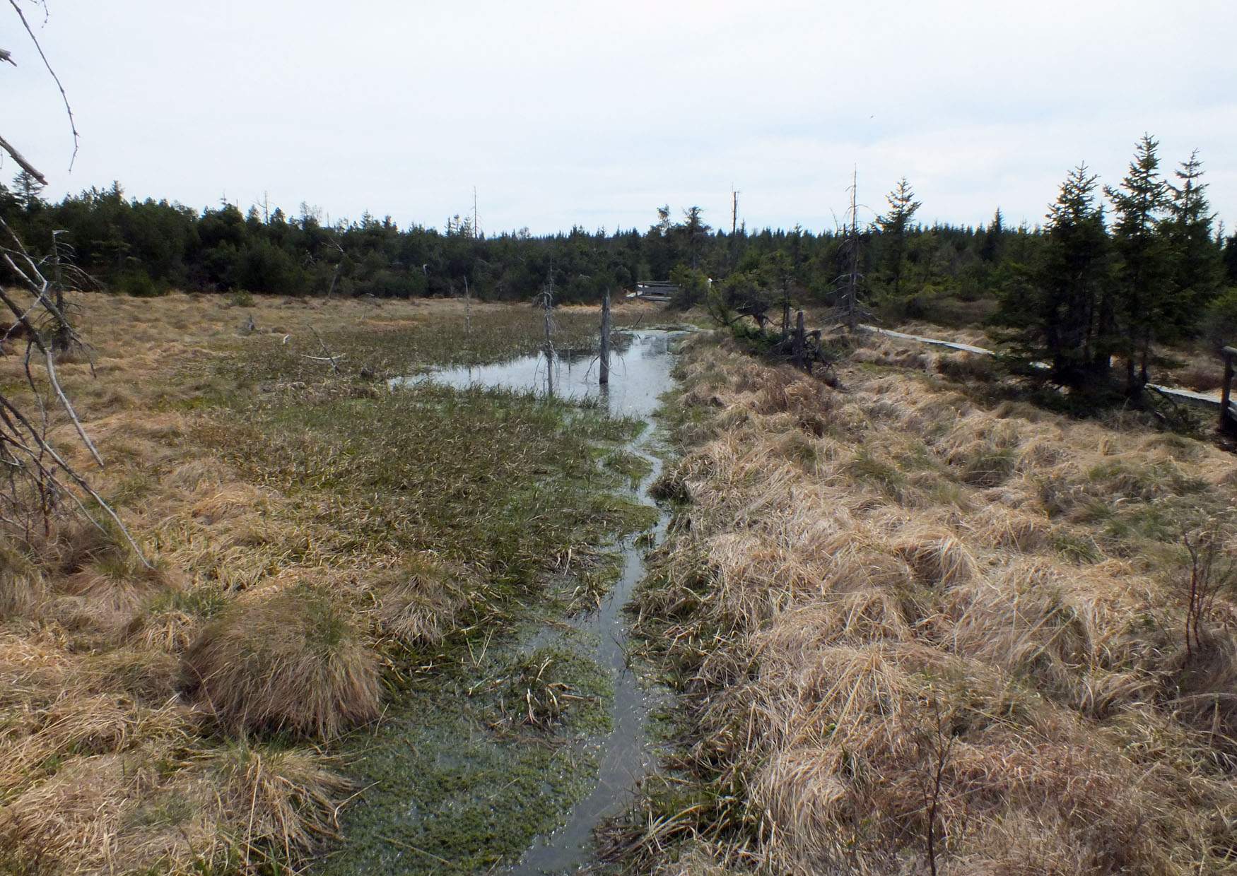 Typische Sumpfgebiete im Hochmoor Altenberg