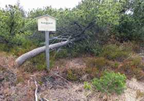 Sumpfporst im Hochmoor Zinnwald Altenebrg