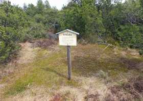 Schlenke im Zinnwalder Hochmoor