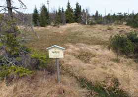 Schmalblättriges Wollgras im Zinnwalder Hochmoor