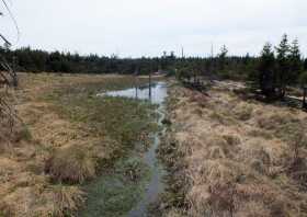 Typische Sumpfgebiete im Hochmoor Altenberg