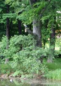 Graureiher in Bäumen Naunhofer Park