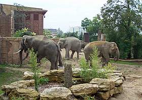 Tierpark Leipzig Elefanten