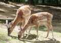 Ausflugsziel Tierpark Chemnitz Sachsen