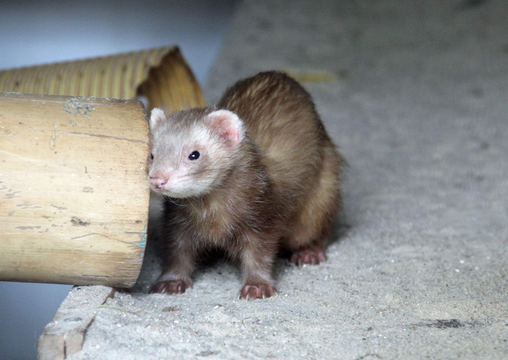 Frettchen im Zoo der Minis Aue