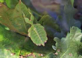 Großes wandelndes Blatt (Phyllium giganteum)